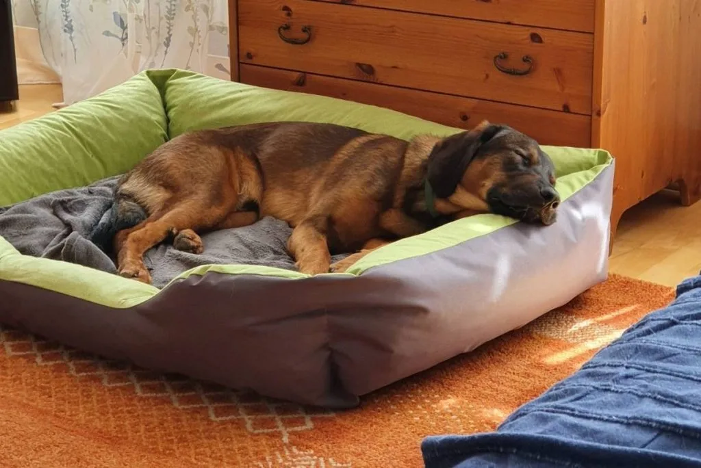 Bacon liegt in seinem Körbchen
