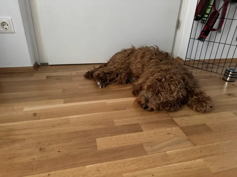 Diego liegt zu Hause nahe der Eingangstür