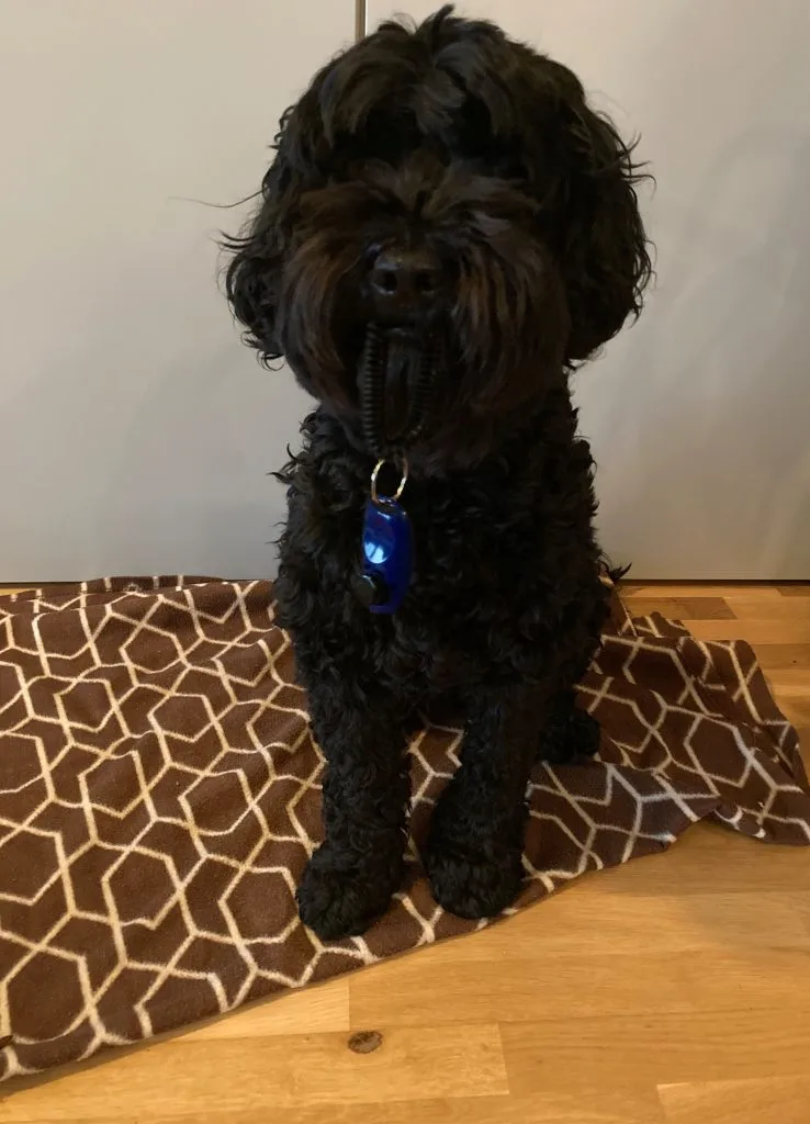 Hund hält den Clicker