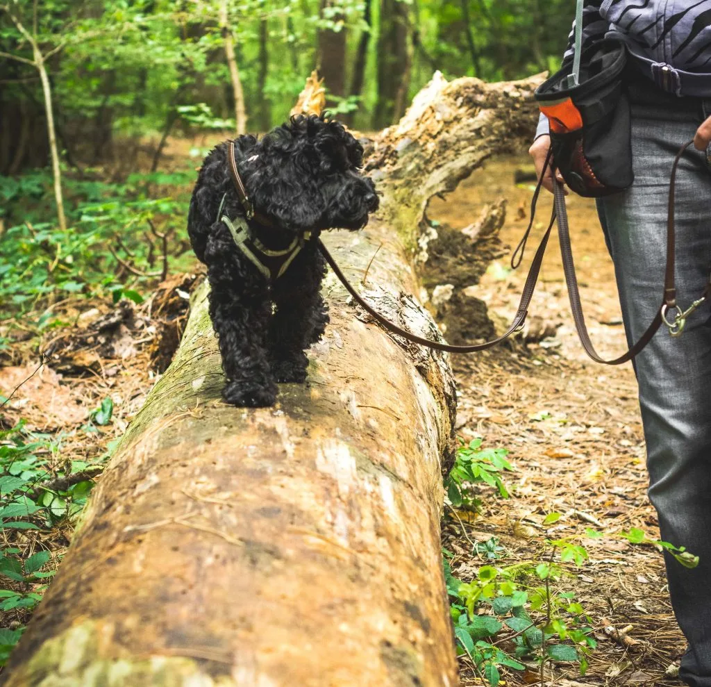 Hund an einer locker durchhängenden Leine
