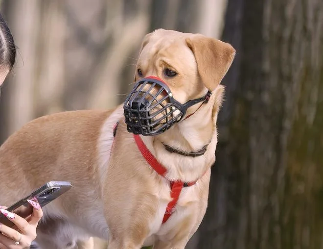 Hund mit Maulkorb
