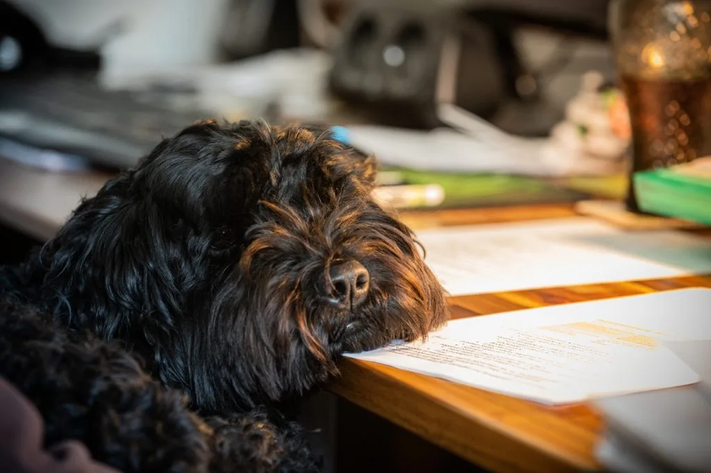 Hund als Begleitfoto zur Registrierung in der Heimtierdatenbank