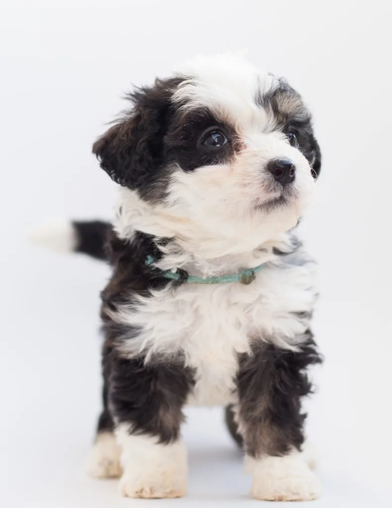 Begleitbild zum Artikel „Wir wollen einen Hund!“ Teil 2