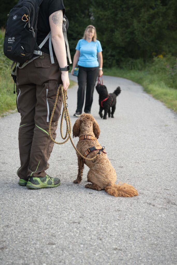 Begegnung mit Hund