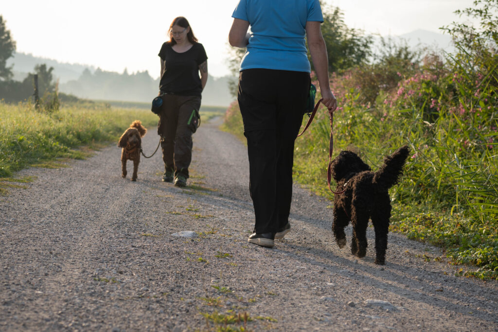 Begegnung mit Hund