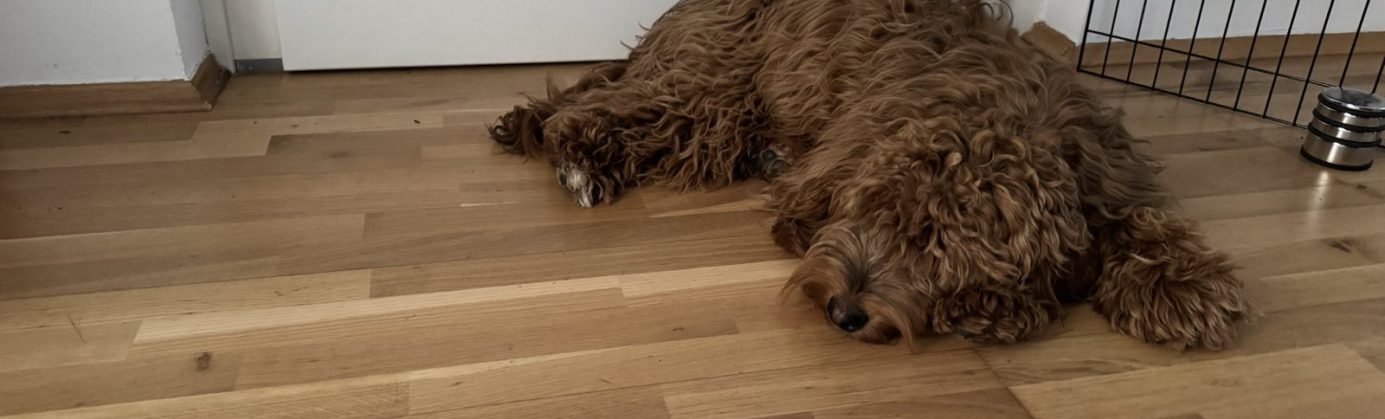 Diego_Haustüre_alleinebleiben Diego_Haustüre_alleinebleiben